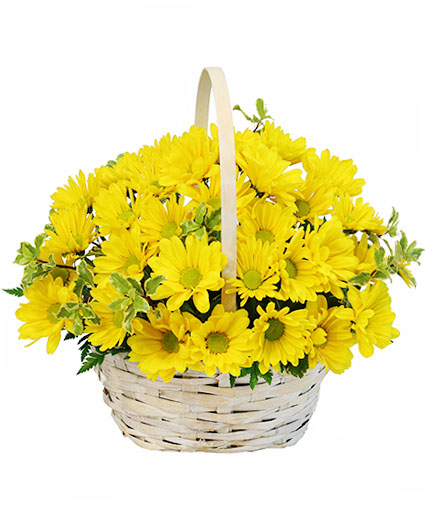 Delightful Smiles Basket of Daisies in Fayetteville, TN - THE FLOWER HOUSE