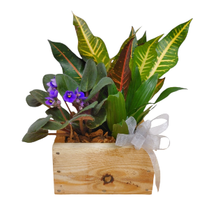 Delightful Wooden Box Planter Plant