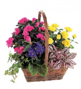 Delightul Blooms  Plant Basket