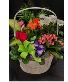 Deluxe blooming basket Plants