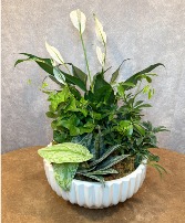 Deluxe Dish Garden 