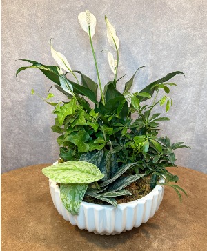 Deluxe Dish Garden 