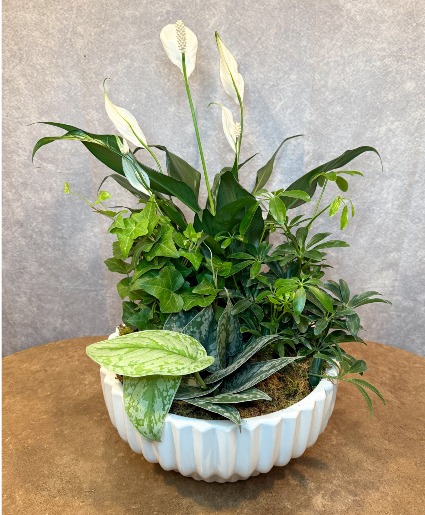 Deluxe Dish Garden