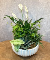 Deluxe Dish Garden 