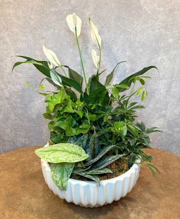 Deluxe Dish Garden  in Charlotte, NC | Flowers Plus
