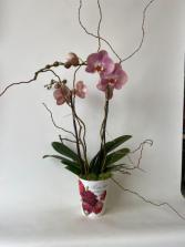 Deluxe Double Orchid Plant