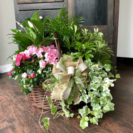 Deluxe Garden Basket Green & Blooming Plants