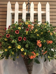 Deluxe Hanging Basket Blooming Plant in Vienna, WV | FOX'S FLORAL AND GIFTS Deluxe Hanging Basket Blooming Plant in Vienna, WV | FOX'S FLORAL AND GIFTS