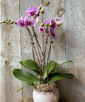 Deluxe Large Bloom Orchids Potted orchid 4 stems