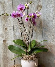 Deluxe Large Bloom Orchids Potted orchid 4 stems