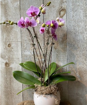 Deluxe Large Bloom Orchids Potted orchid 4 stems