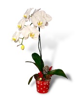 Holiday Orchid Plant 