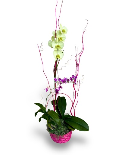 Deluxe Orchid Orchid Plant 