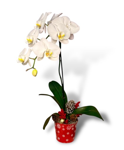 Holiday Orchid Plant 
