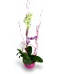 Purchase this funeral home arrangement