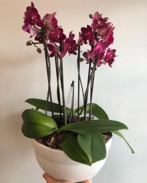 Deluxe Orchid Planter (Colour Varies)