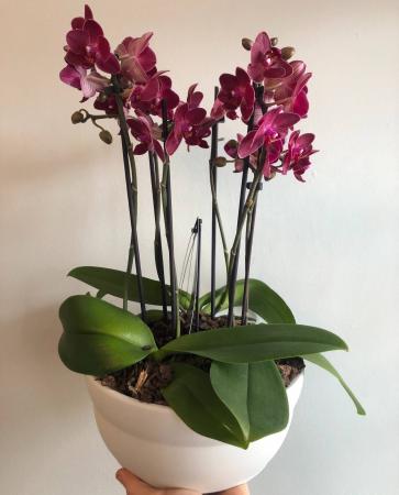 Deluxe Orchid Planter (Colour Varies)