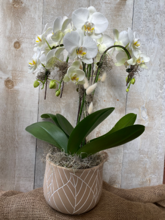 Deluxe Orchid  Planter