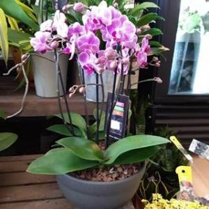 Deluxe Orchid Potted Planter in Cambridge, ON | KELLY GREENS FLOWERS & GIFT SHOP Deluxe Orchid Potted Planter in Cambridge, ON | KELLY GREENS FLOWERS & GIFT SHOP