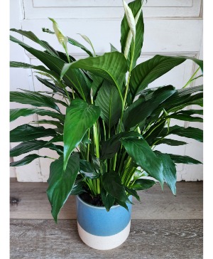 Deluxe Peace Lily Live Plant