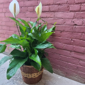 Large Peace Lily Plant