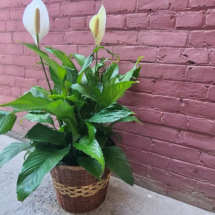 Deluxe Peace Lily Plant