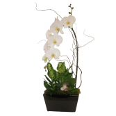Deluxe Phalaenopsis Planter  Tropical Plants