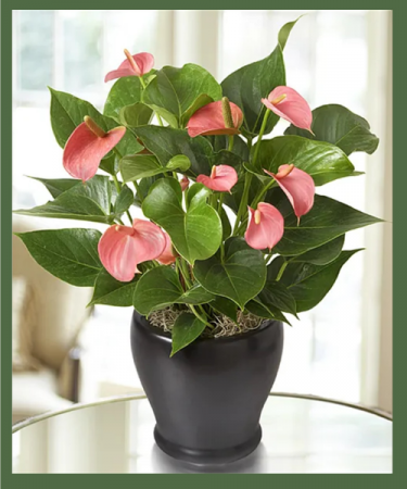 Deluxe Pink Anthurium Plant / Flamingo Plant MEDIUM TO BRIGHT LIGHT WILL ENCOURAGE MAX BLOOMS