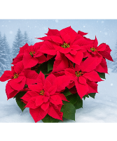 Deluxe Poinsettia Green and Blooming Plants