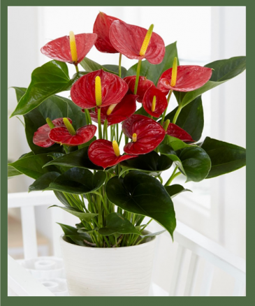 DELUXE RED ANTHURIUM PLANT MEDIUM TO BRIGHT LIGHT WILL ENCOURAGE MAX BLOOMS