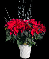 Deluxe Red Poinsettia  Flowering Plant