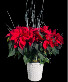 Deluxe Red Poinsettia  Flowering Plant