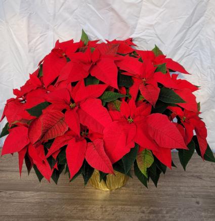 Deluxe Red Poinsettia Plant