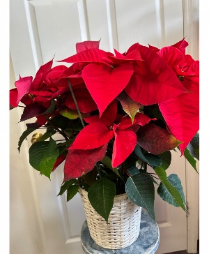 Deluxe red poinsettia Plant