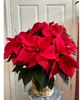 Deluxe red poinsettia  Plant