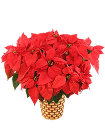 Deluxe Red Poinsettia Flowering Plant