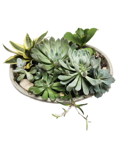 Deluxe Succulent Dish Garden 