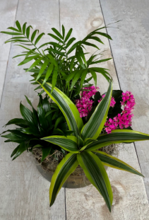 Tropical Assortment in Deluxe Container  Planter