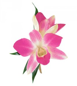 Pink Orchid HF1694