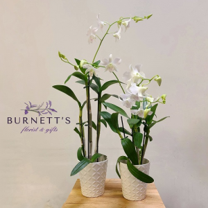 dendrobium-orchid-plant-