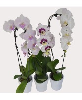 Potted Orchids Plant