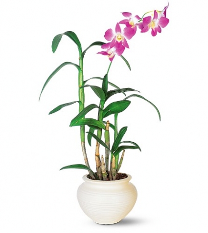 Dendrobium Orchid Single, Double or Triple