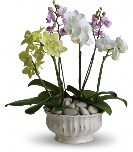 Dendrobium Quartet A collection of mini dendrobium orchids 