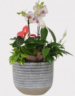 Denim Tropical Orchid Planter-SOLD OUT Planter