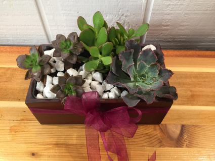 Desert Beauty Succulent Garden