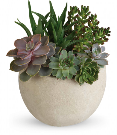 Desert Beauty Succulent Garden HPL011A