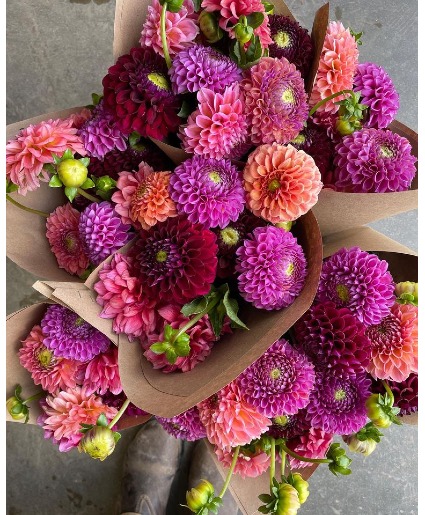 Desert Dahlia Delight wrap