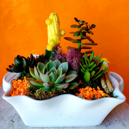 Desert Dreams Dish garden with succulents and more
