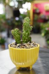 Desert Gem Mini Cactus Planter 
