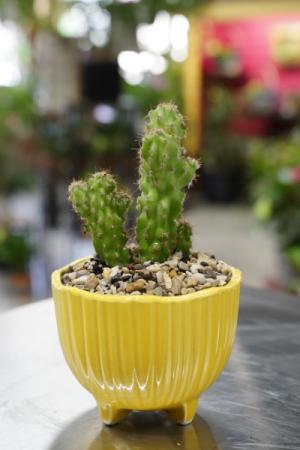 Desert Gem Mini Cactus Planter  in South Milwaukee, WI | PARKWAY FLORAL INC.